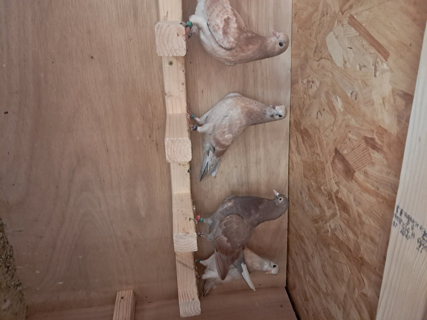 Pigeons