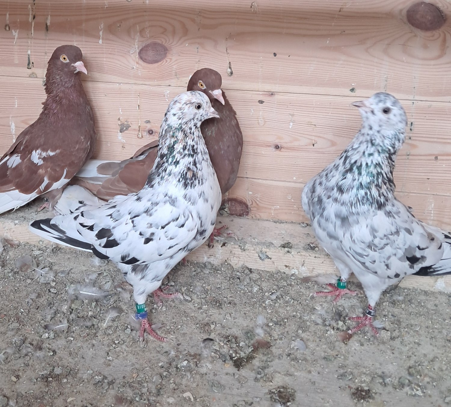 Pigeons - {TYPE}