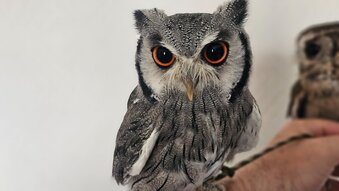 White face and indian scops owls both male. 