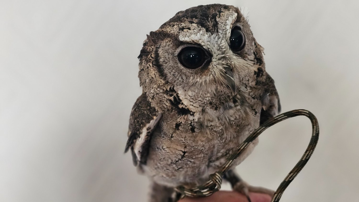 Owls