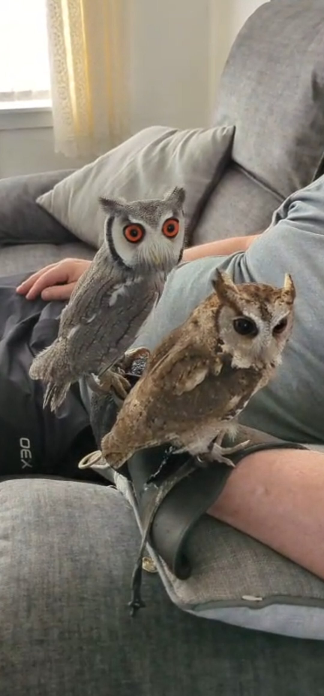 Owls - {TYPE}