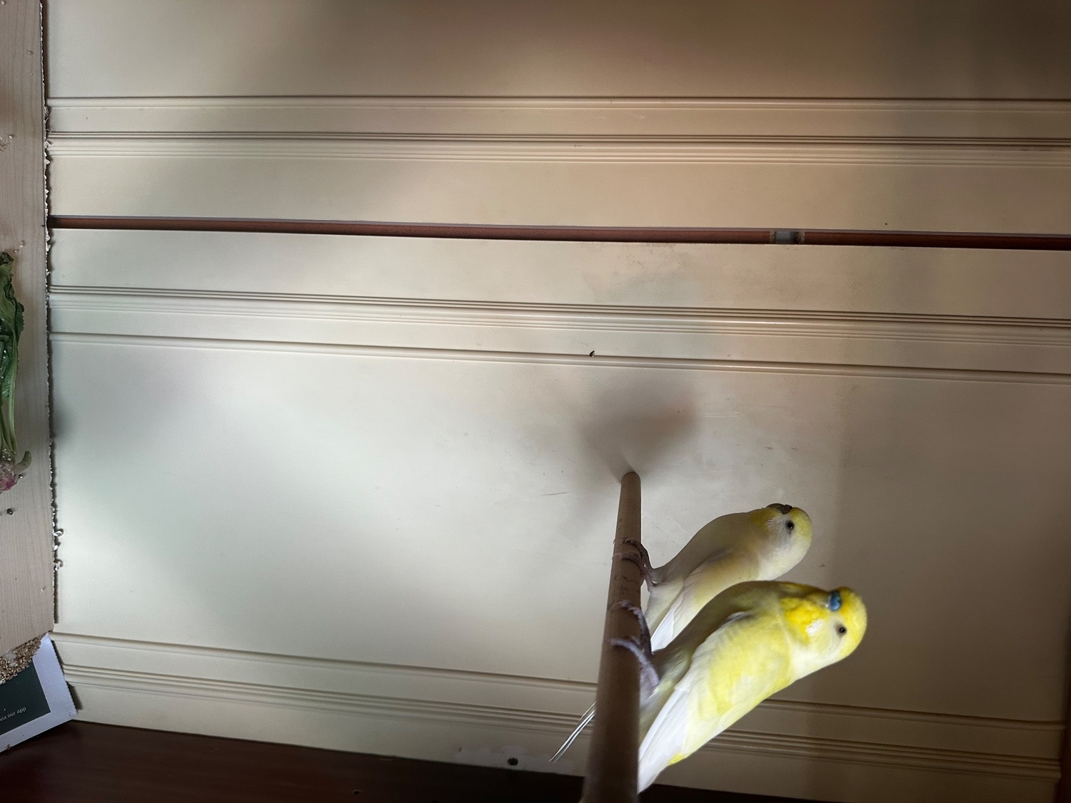 Lovely budgies males and female in Dagenham  in {LOCATION}