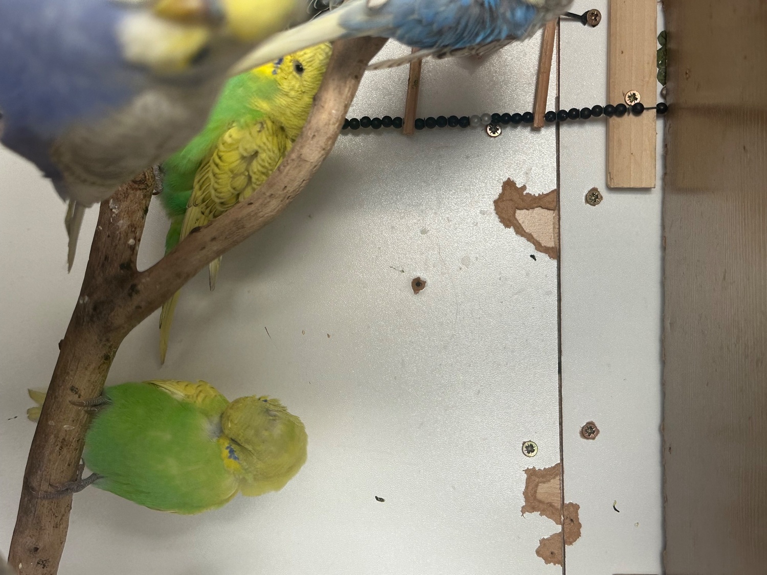 Budgerigars