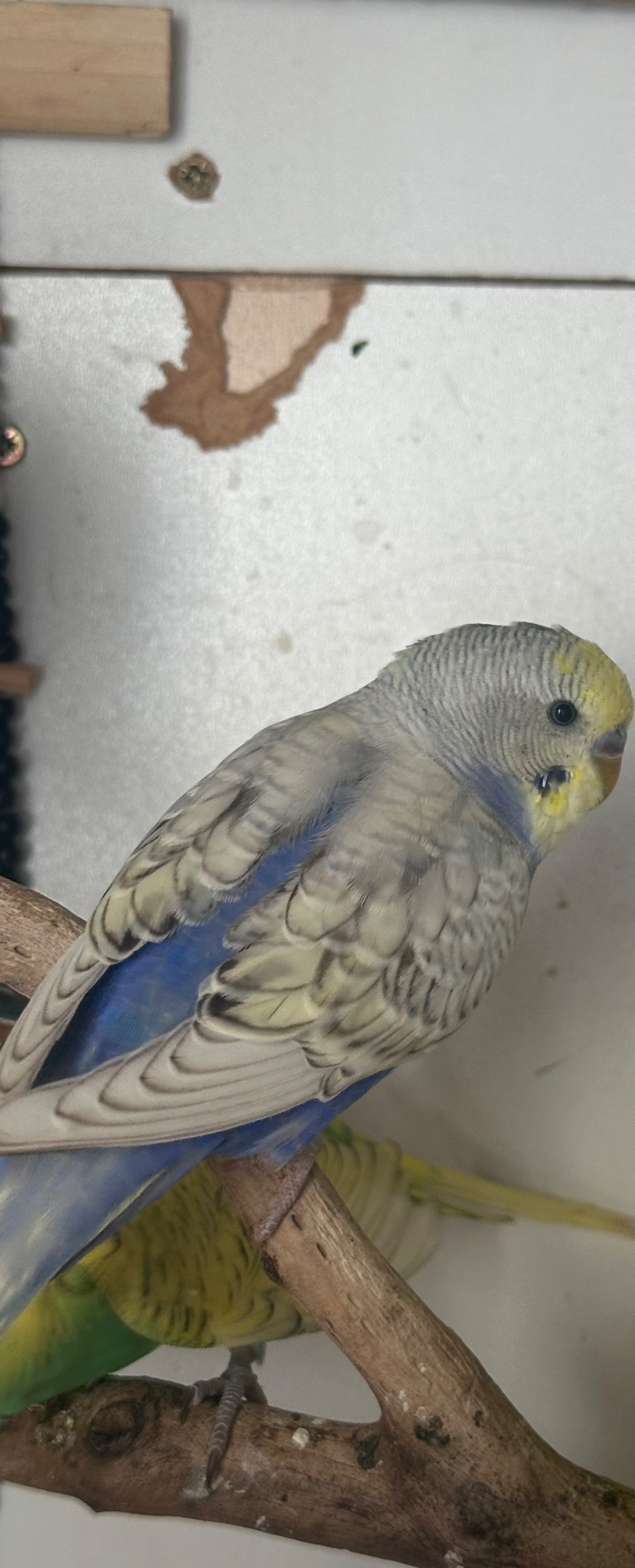 Budgerigars - {TYPE}
