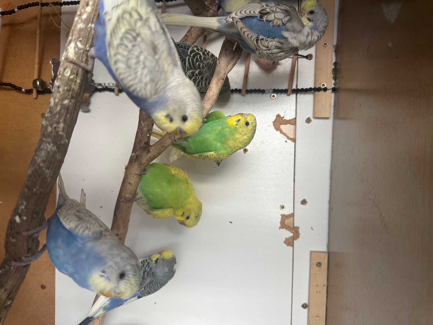 Budgerigars - Lovely budgies males and female in Dagenham 