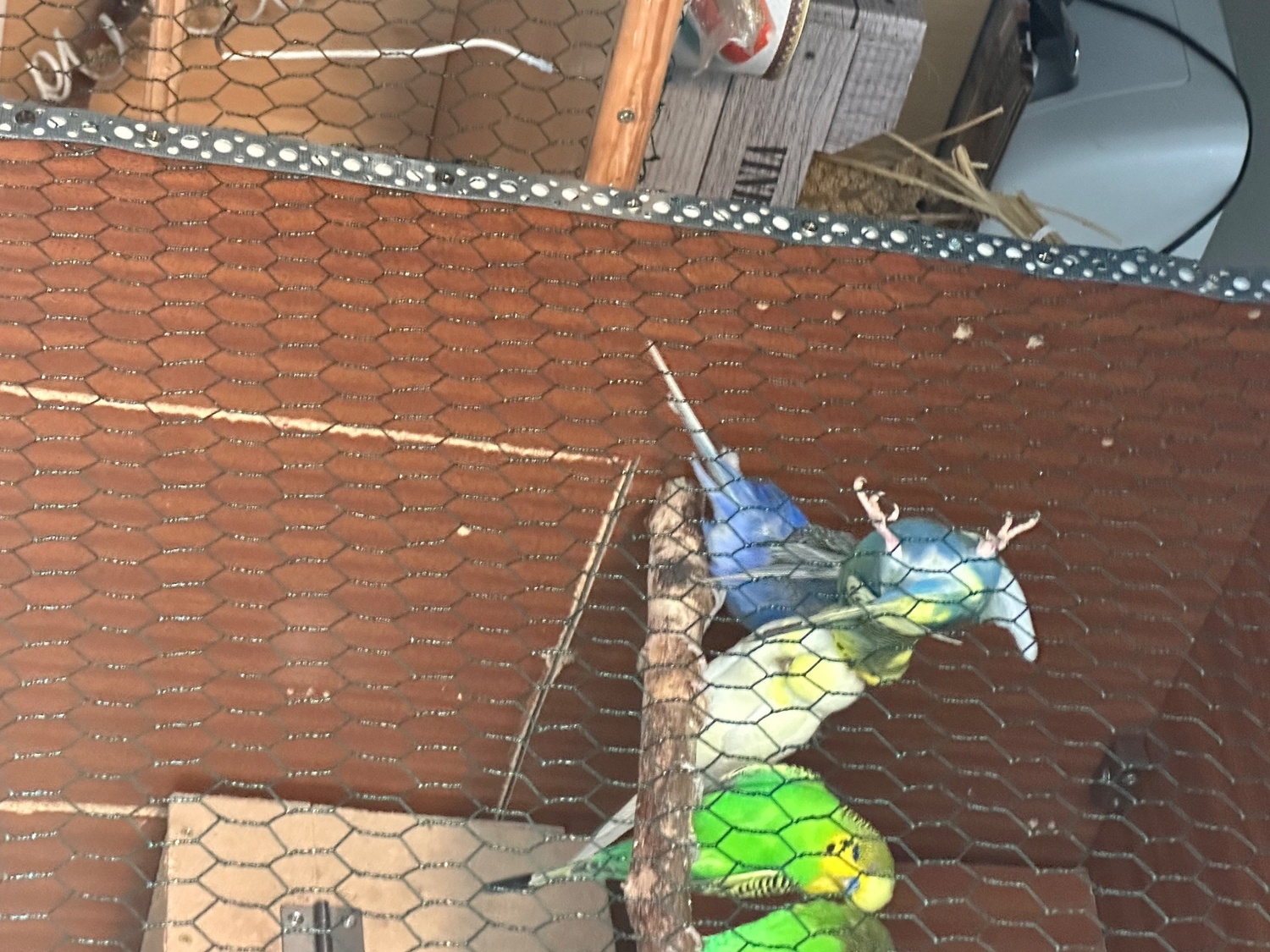 Lovely budgies males and female in Dagenham  - Budgerigars