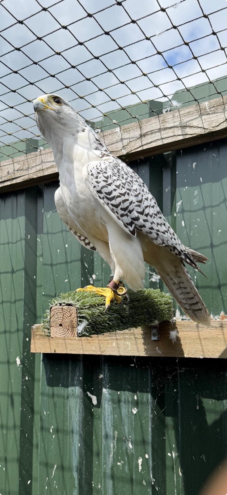 Falcons