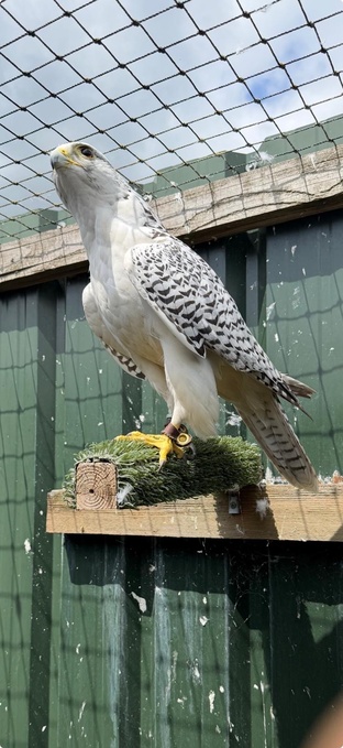 Gyr saker male 