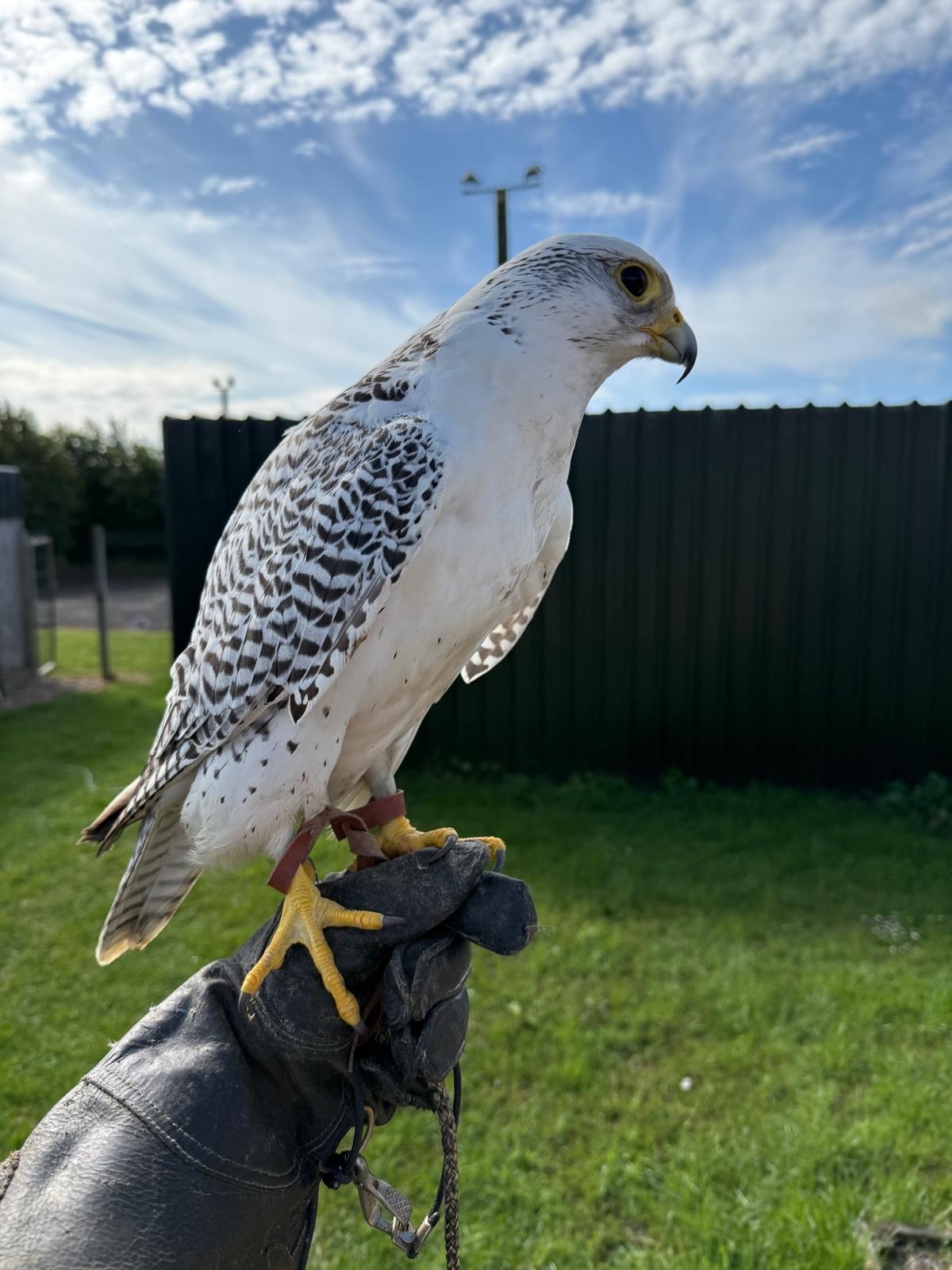 Pure gyr / Gry saker x2  in {LOCATION}