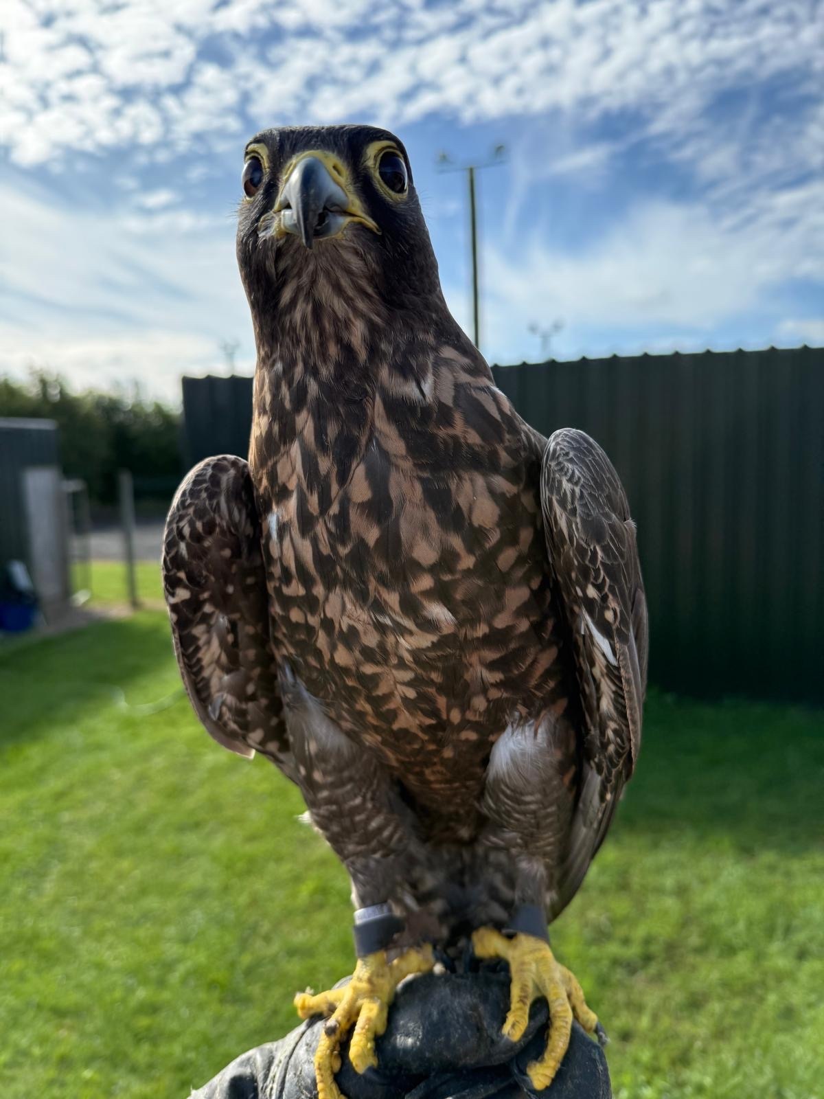 Falcons - {TYPE}