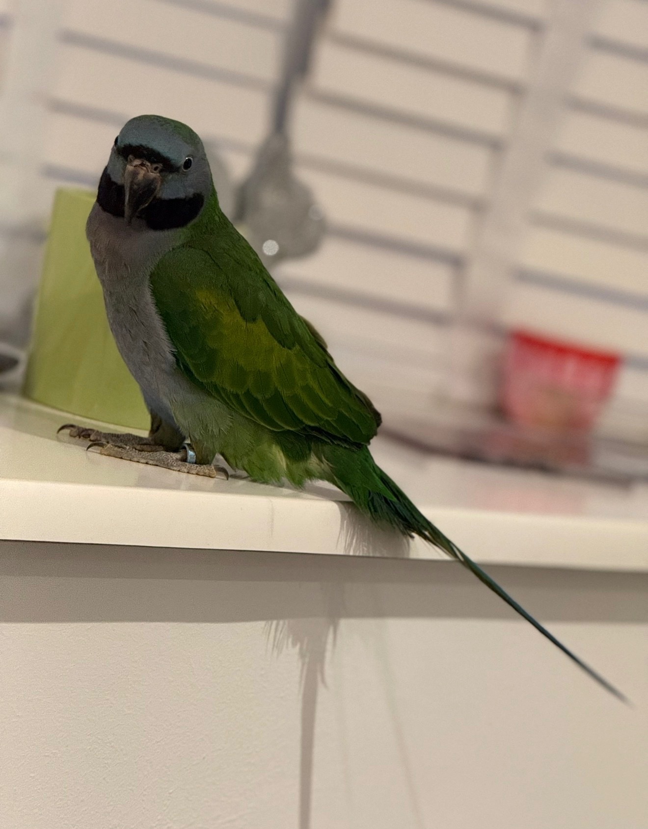 7 month old Derbyan parrot   in {LOCATION}