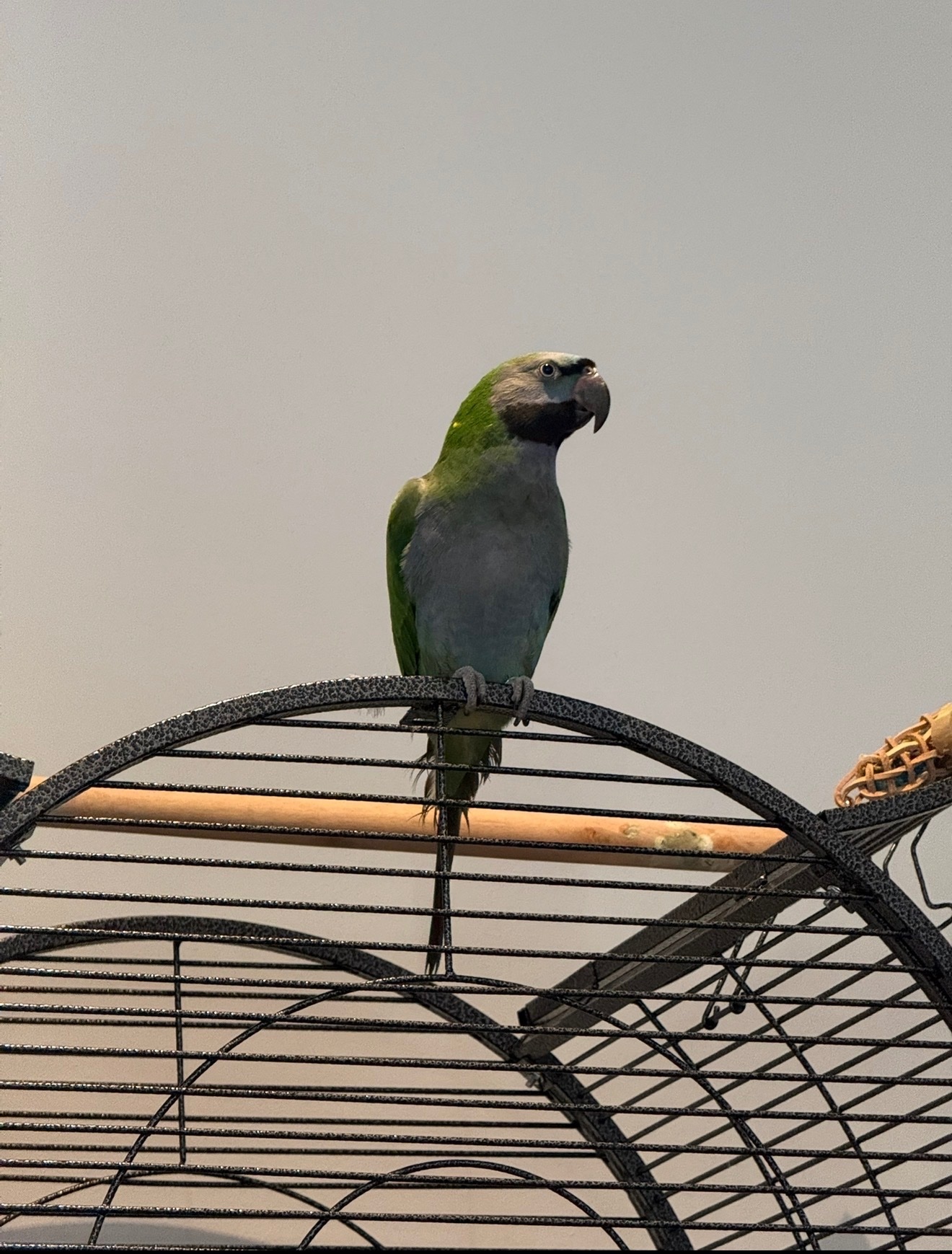 Other Parrots