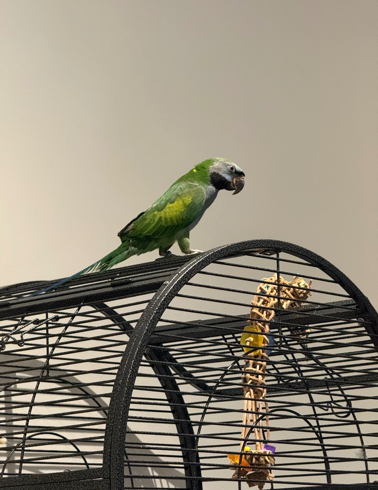 Other Parrots - {TYPE}