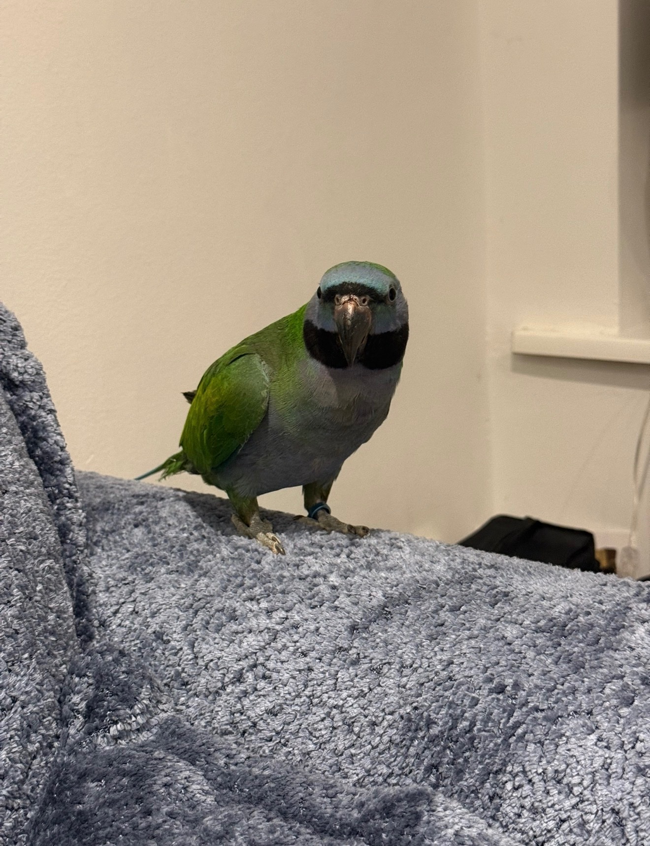 Other Parrots - 7 month old Derbyan parrot  