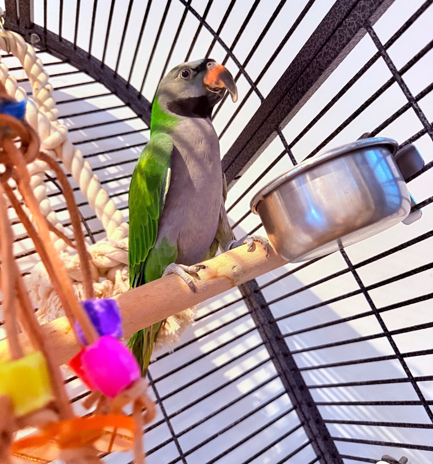 Derbyan parrot looking for new home  in {LOCATION}