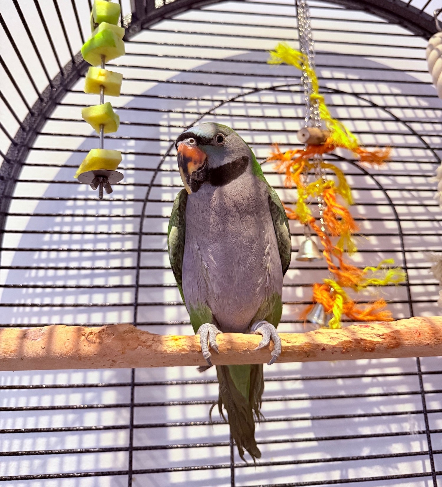 Other Parrots