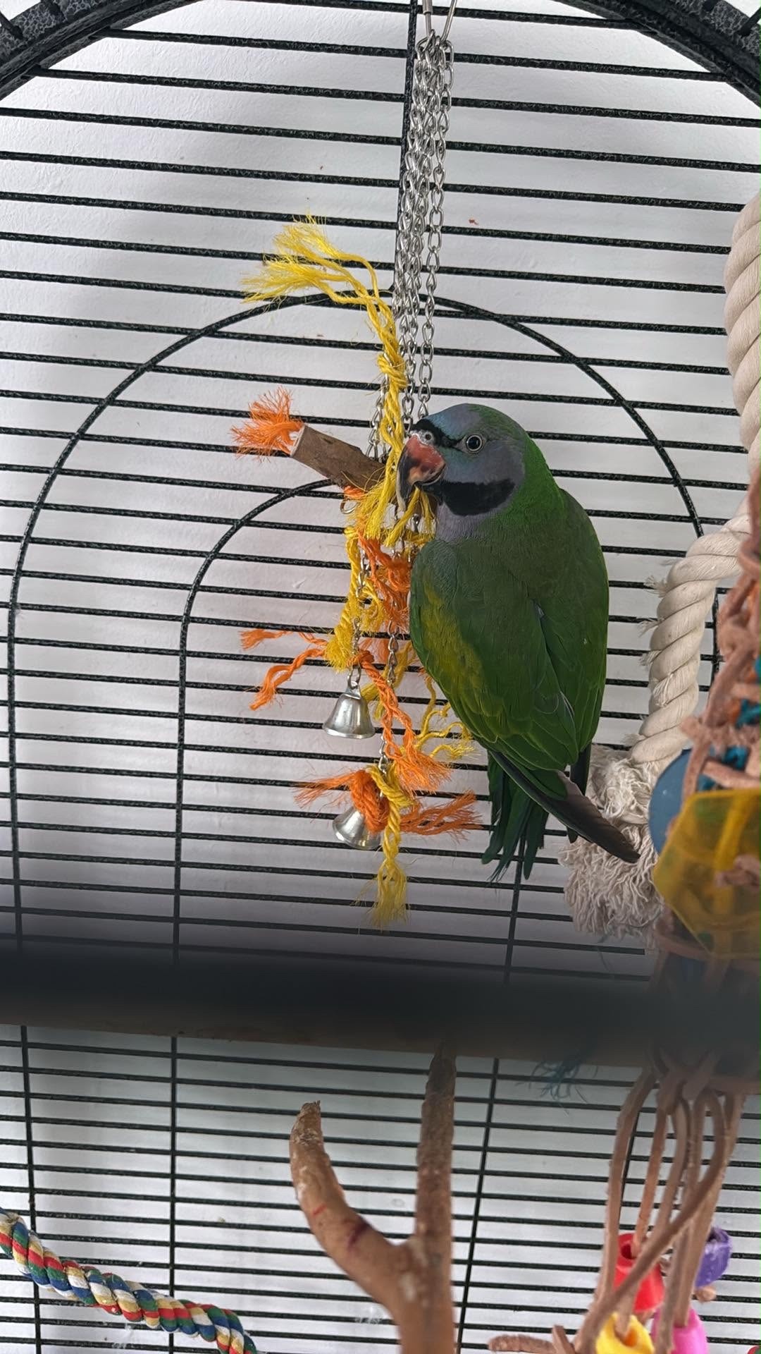 Other Parrots - {TYPE}