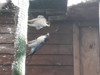 Male peregrine falcons for sale 2022 birds in perfect condition p/R 