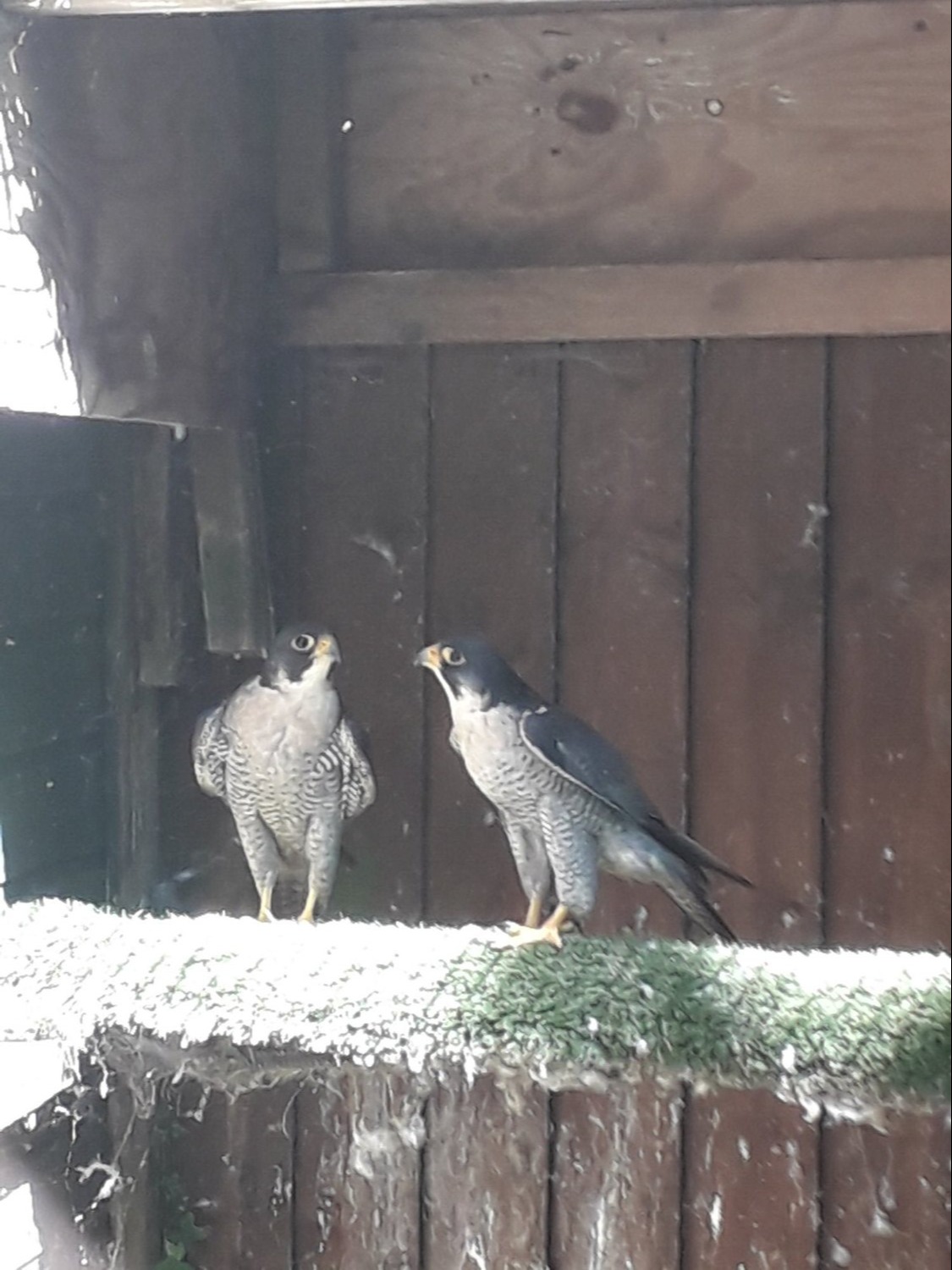 Male peregrine falcons for sale 2022 birds in perfect condition p/R  in {LOCATION}