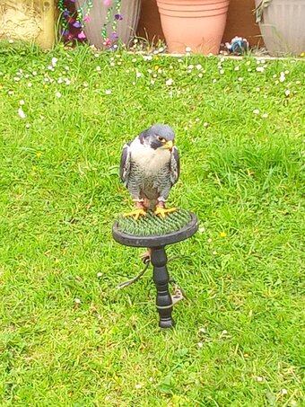 male peregrine falcon for sale