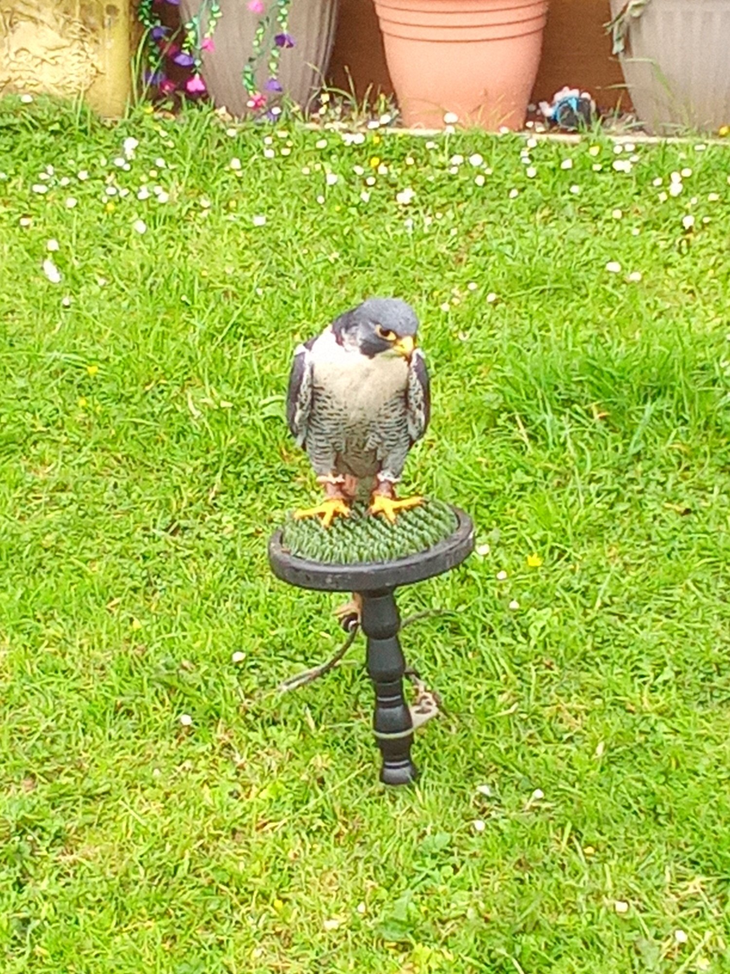 male peregrine falcon for sale in {LOCATION}