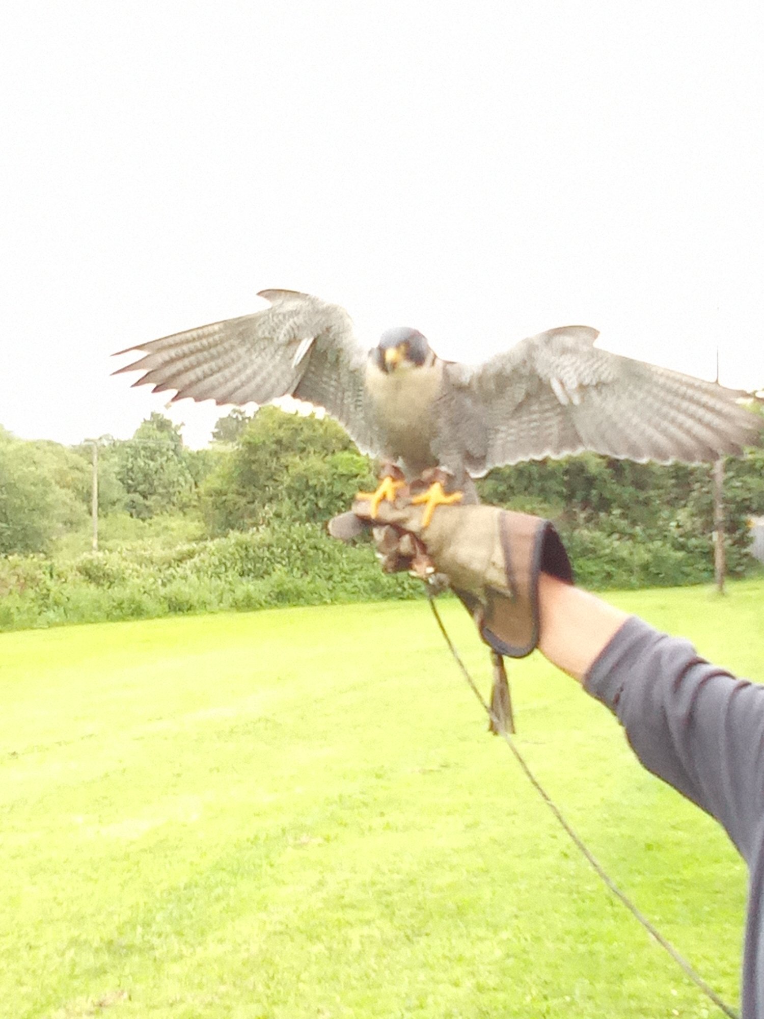 Falcons - {TYPE}