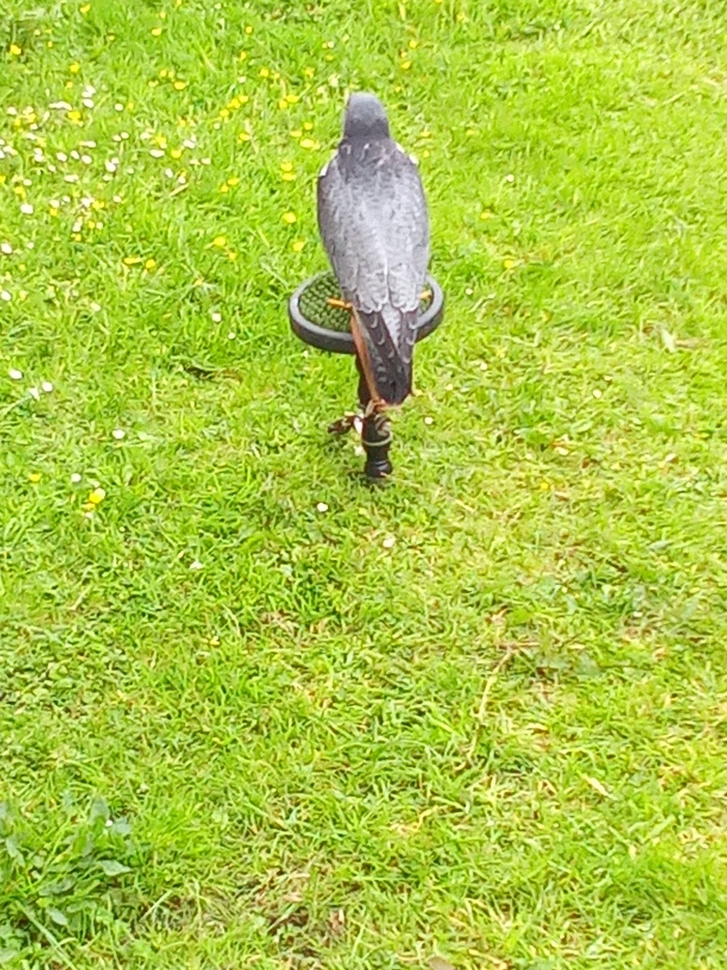 Falcons - male peregrine falcon for sale