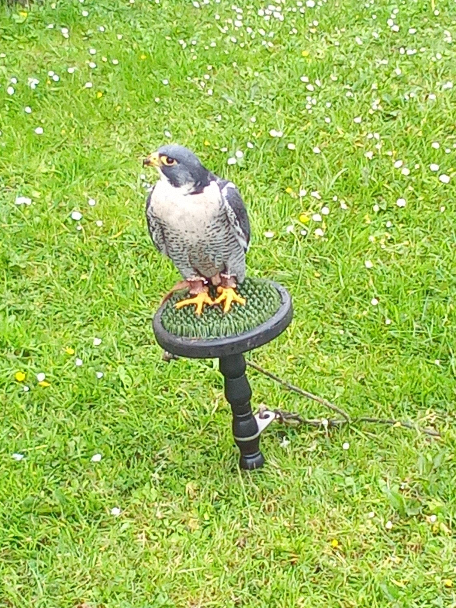 male peregrine falcon for sale - Falcons