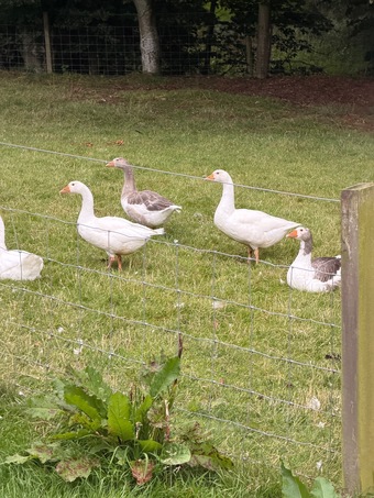 Rare Breed Shetland Geese