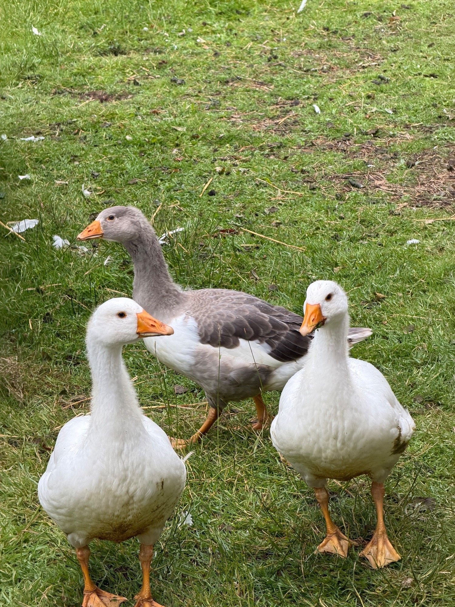 Geese