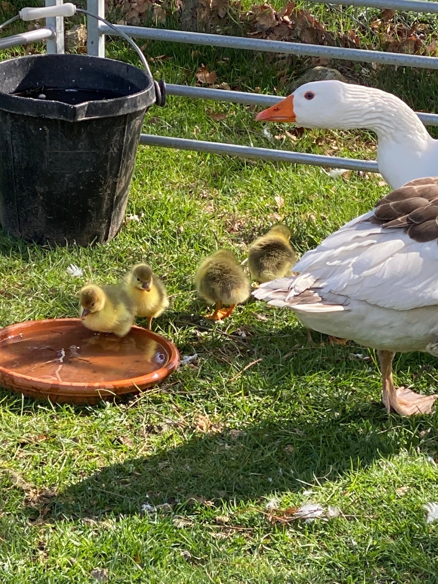 Geese - {TYPE}