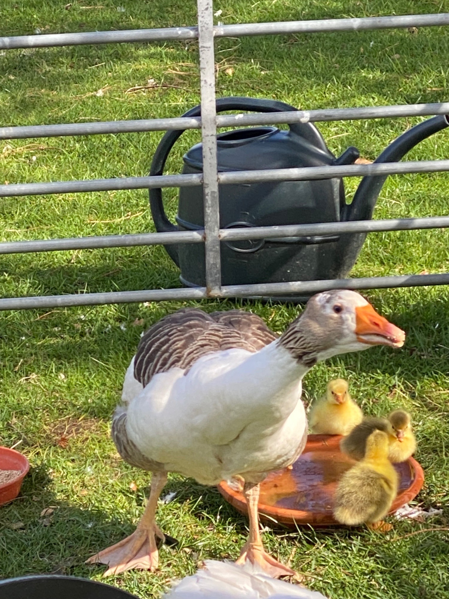 Rare Breed Shetland Geese - Geese
