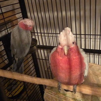 Galah Cockatoos - Potential Future Breeding Pair