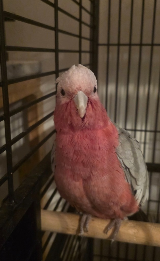 Other Parrots - Galah Cockatoos - Potential Future Breeding Pair