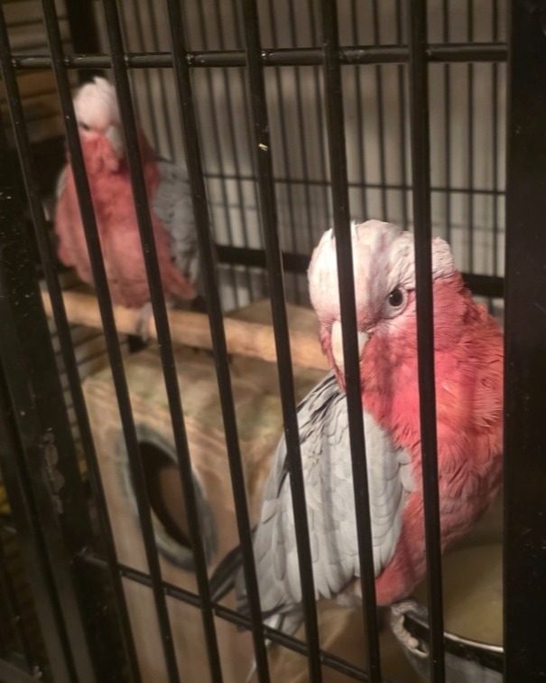 Other Parrots