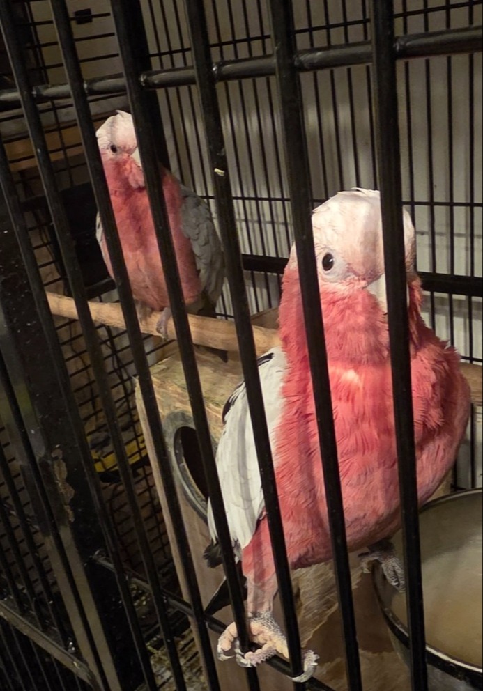 Other Parrots - {TYPE}