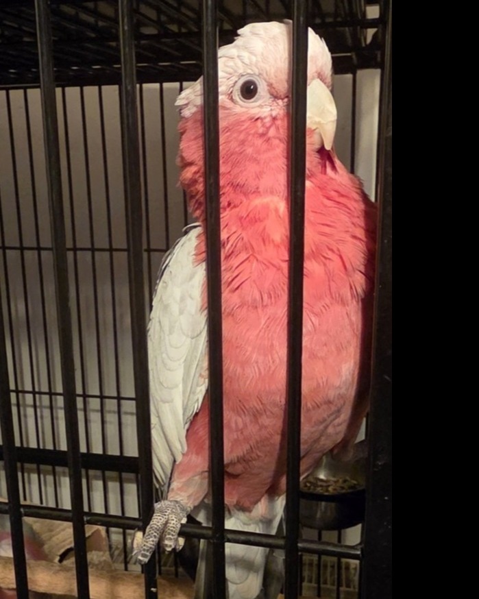 Galah Cockatoos - Potential Future Breeding Pair - Other Parrots