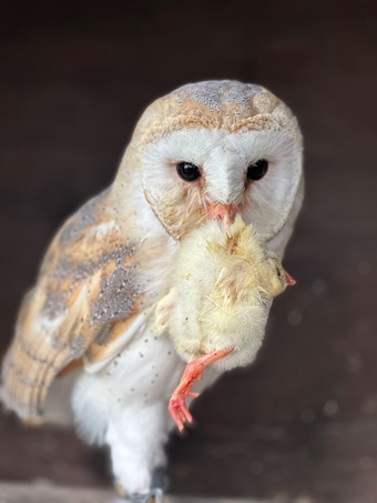 Female Barn Owl 3 Years Old