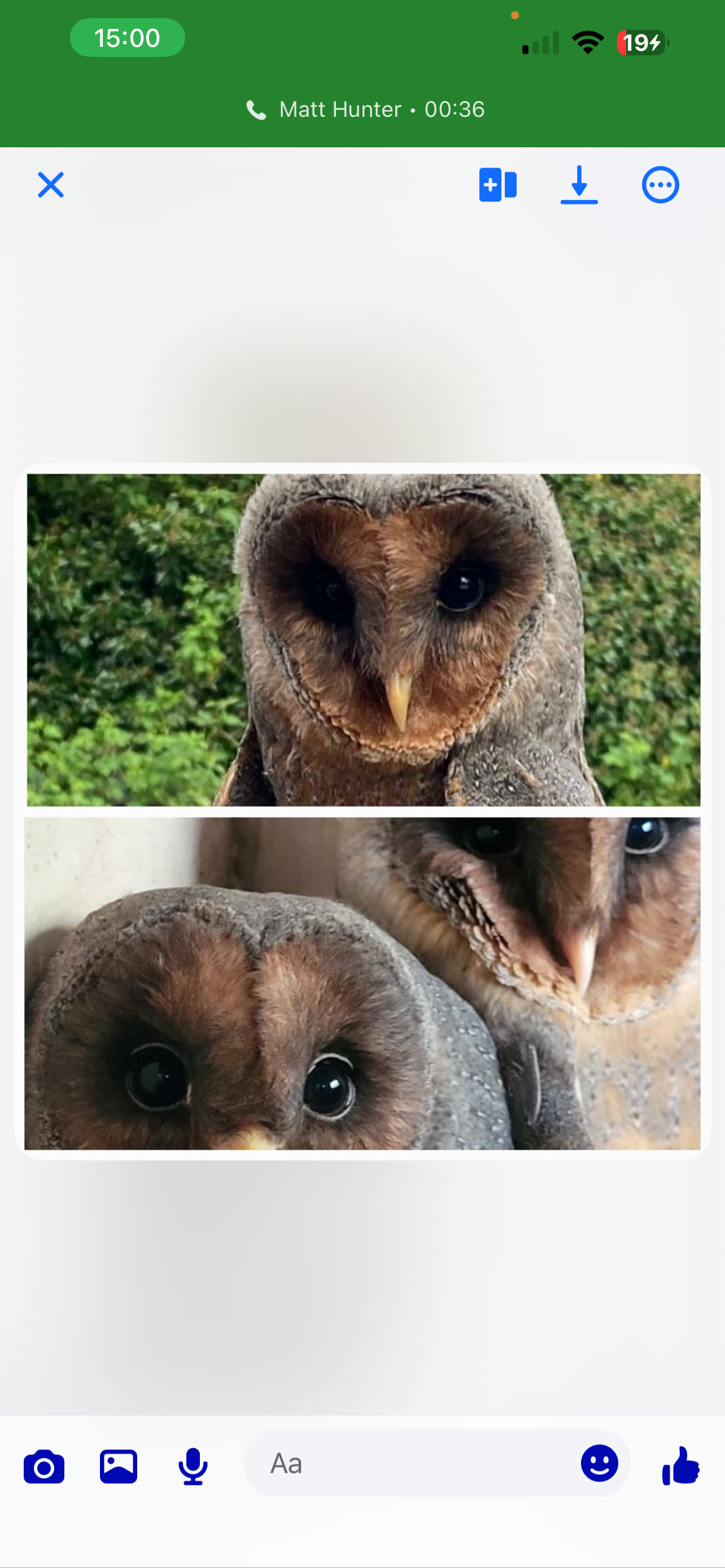 Breeding proven pair of melanistic Barn owls  in {LOCATION}