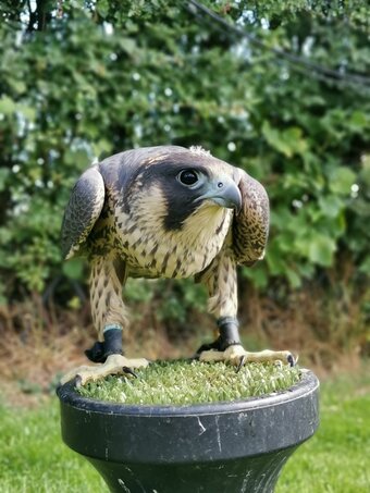 2026 Peregrines and Hybrids Available 