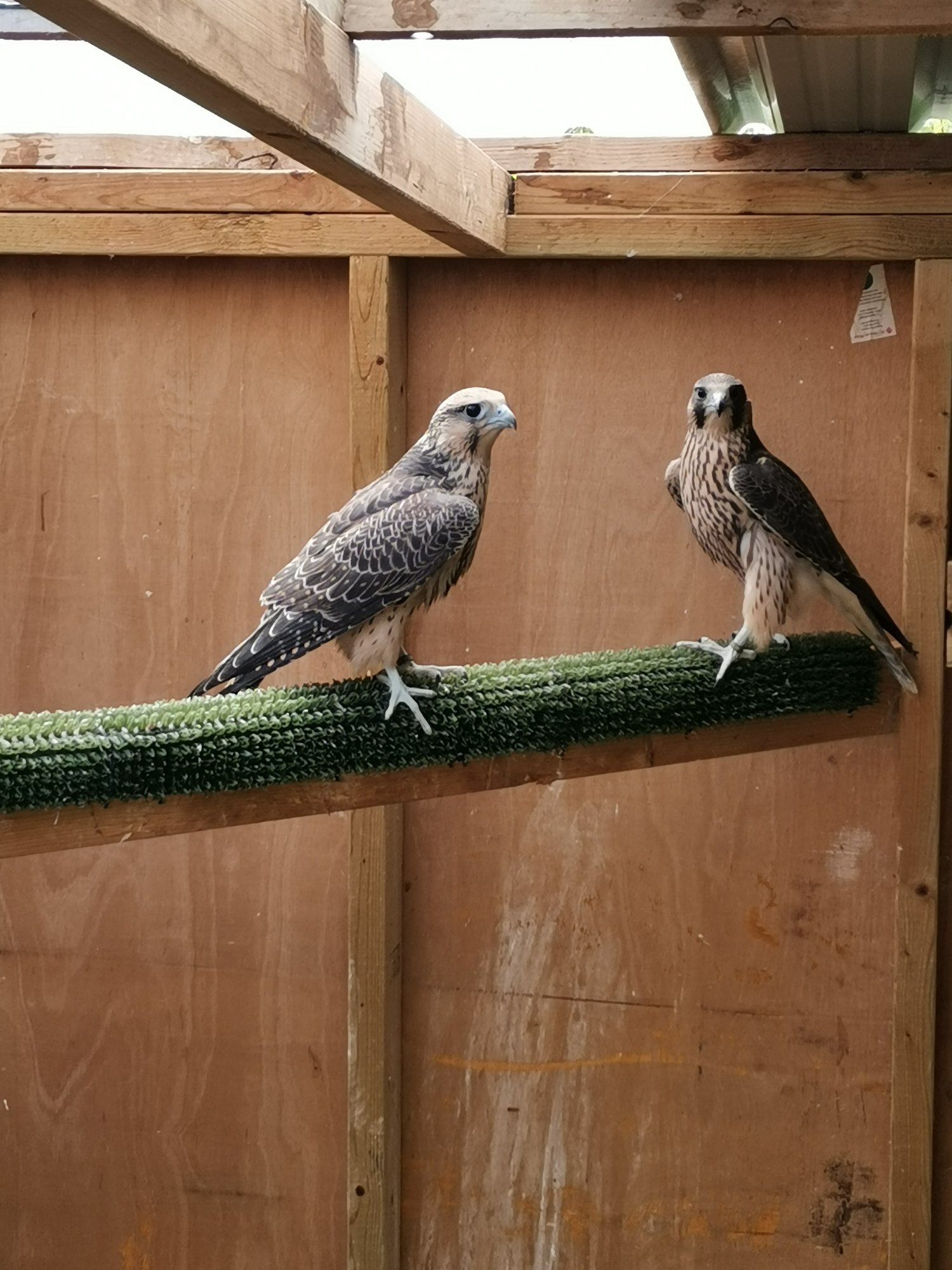 Falcons