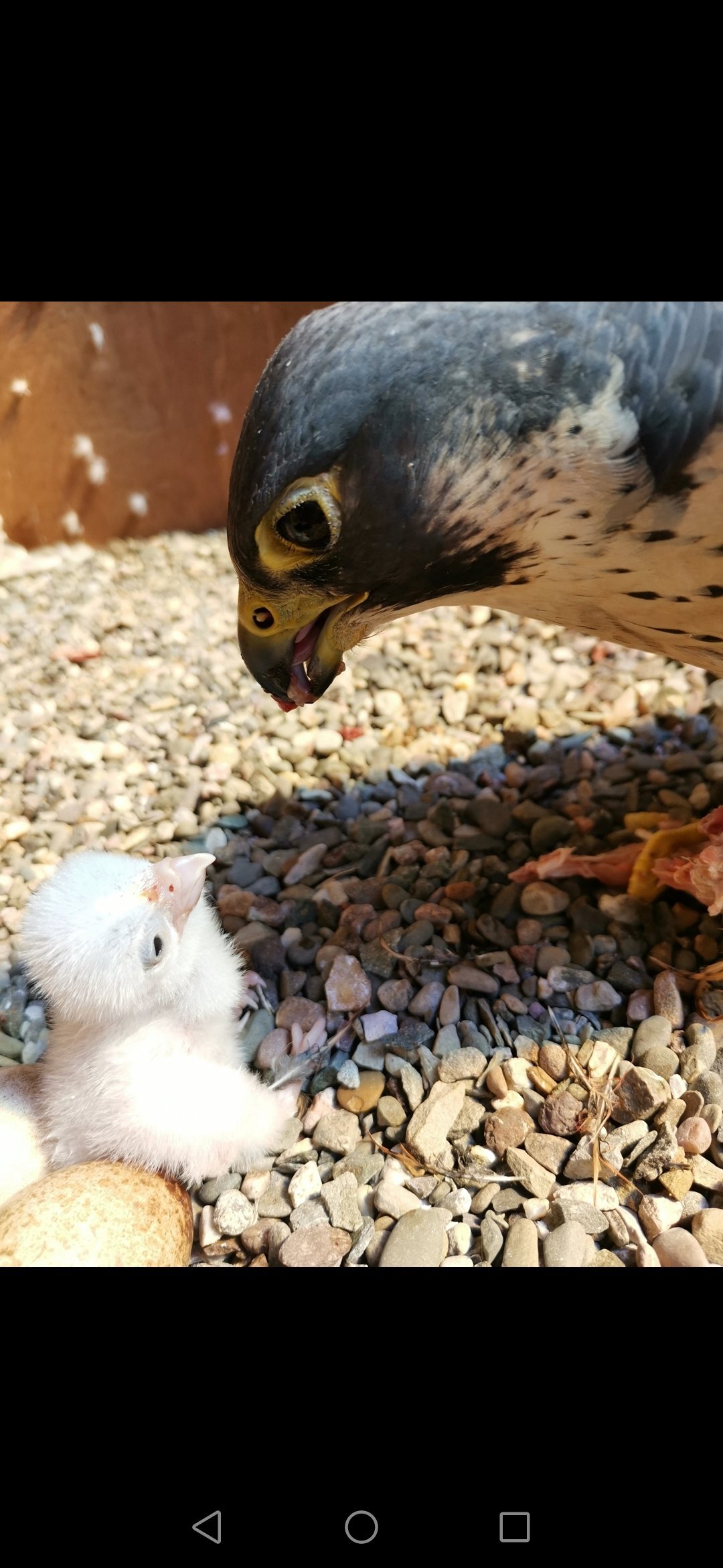Falcons - {TYPE}
