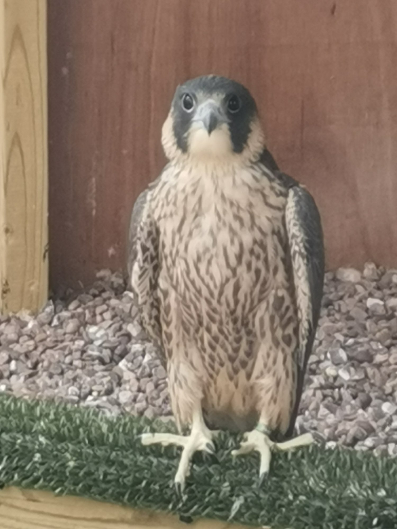 Falcons - 2026 Peregrines and Hybrids Available 