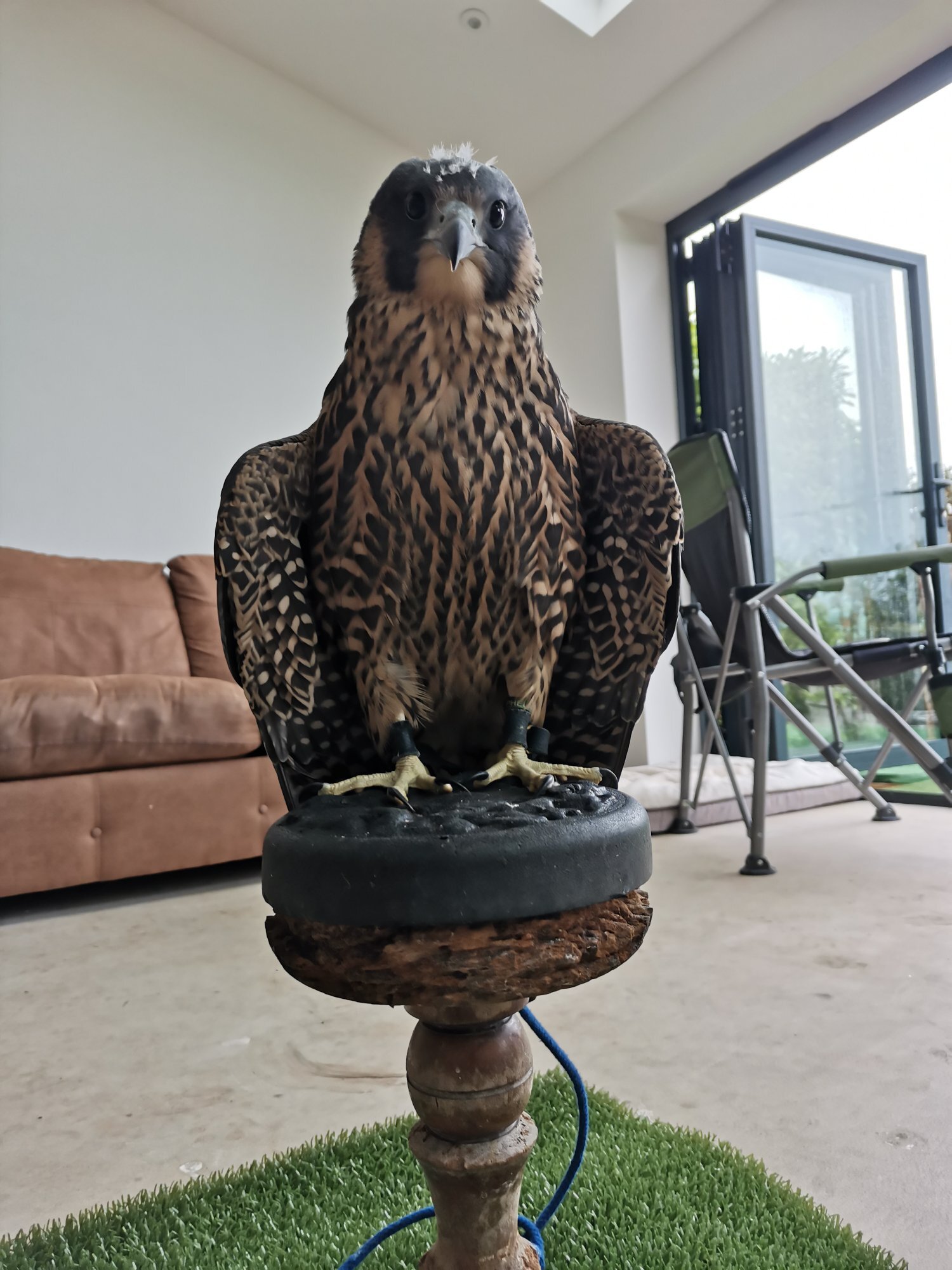 2026 Peregrines and Hybrids Available  - Falcons