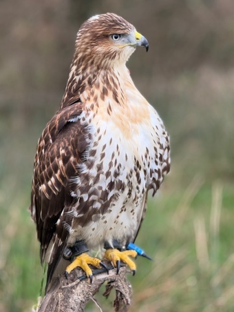 Male Ferrutail looking for a new post code 5 star ⭐️ hunting home 🏠 only . and 