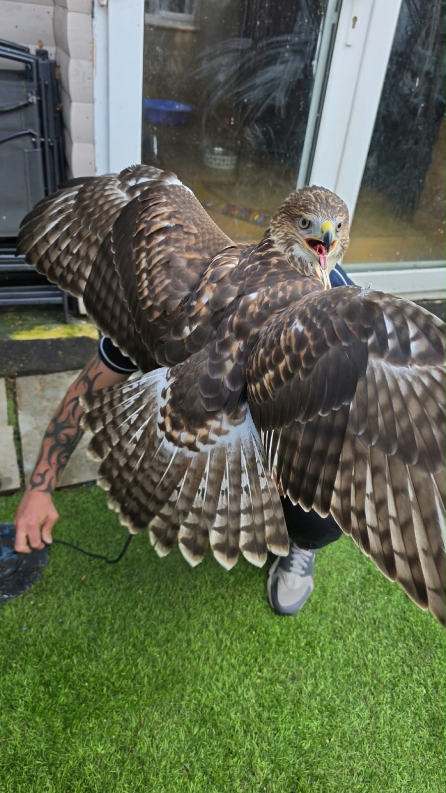 Hawks