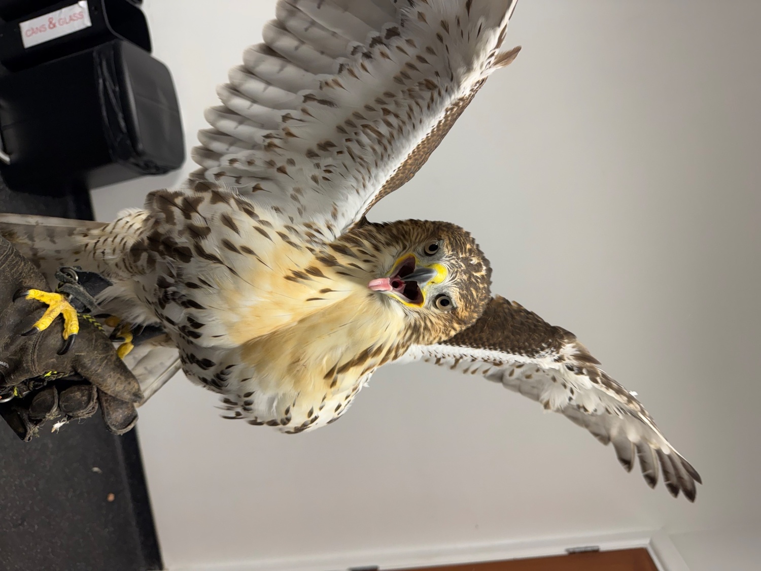 Hawks - {TYPE}