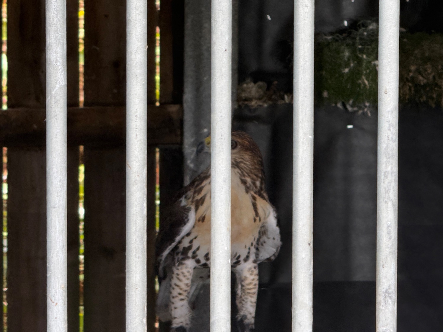Hawks - Male Ferrutail looking for a new post code 5 star ⭐️ hunting home 🏠 only . and 