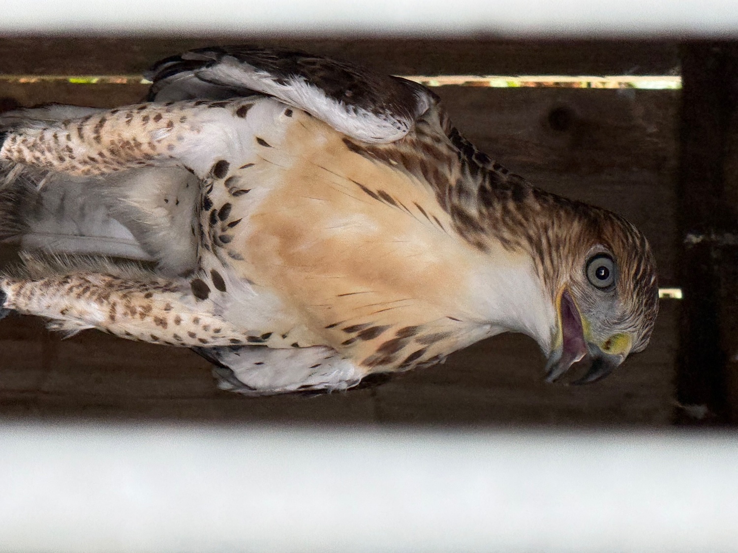 Male Ferrutail looking for a new post code 5 star ⭐️ hunting home 🏠 only . and  - Hawks