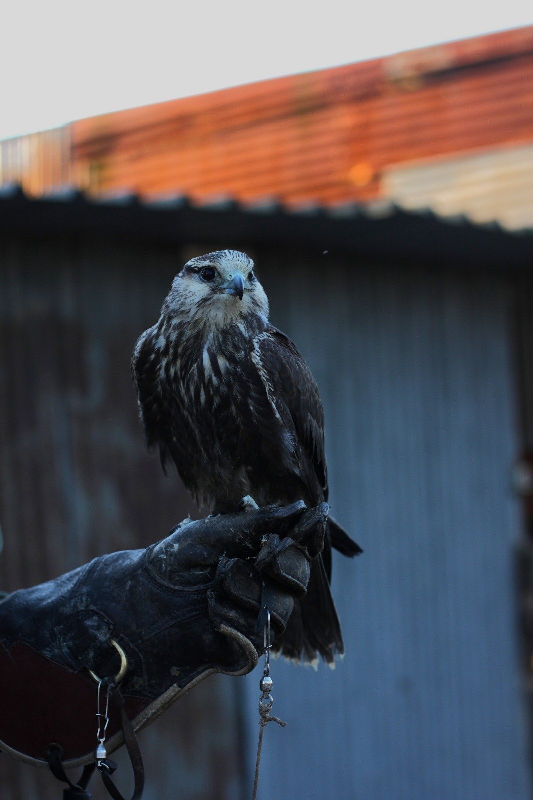 Lugger falcon can fly but has some birth issues but does fly 1 year old  in {LOCATION}
